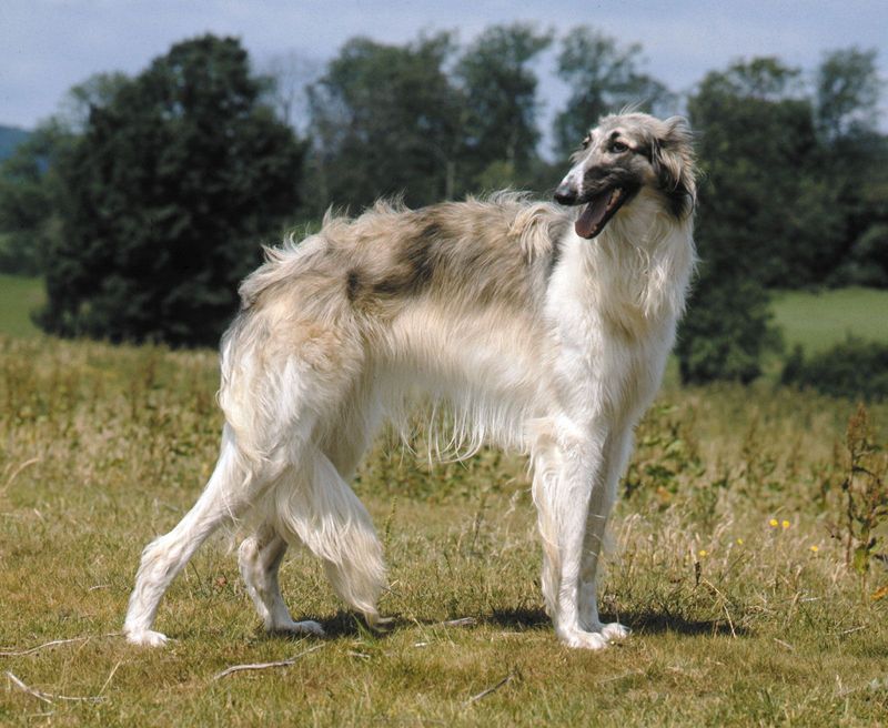 Borzoi