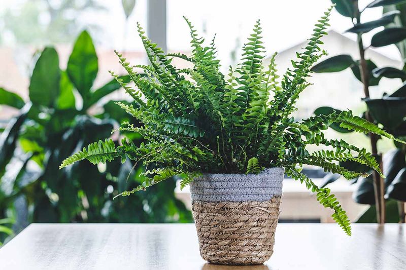 Boston Fern