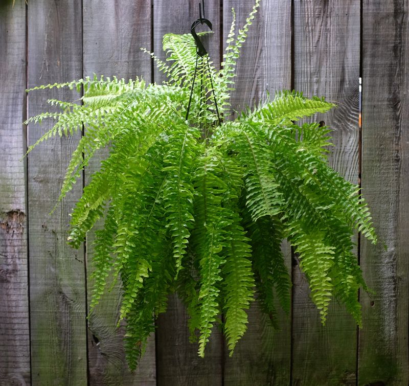 Boston Fern