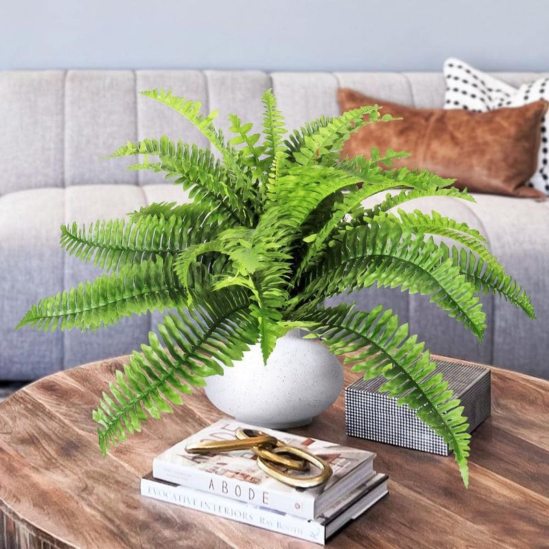 Boston Fern