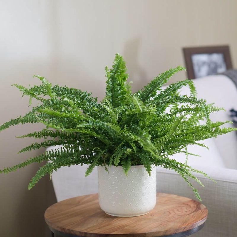 Boston Fern