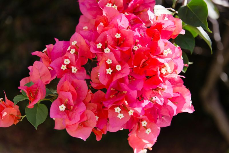 Bougainvillea