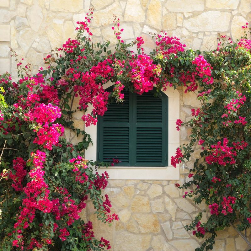 Bougainvillea