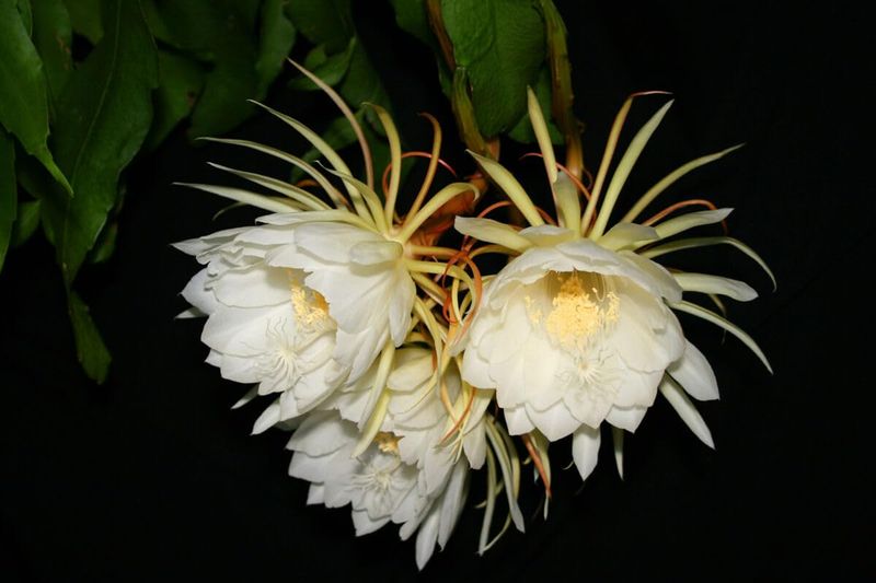 Brahma Kamal (Saussurea obvallata)