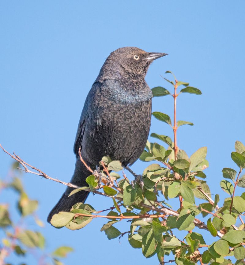 Brewer's Blackbird