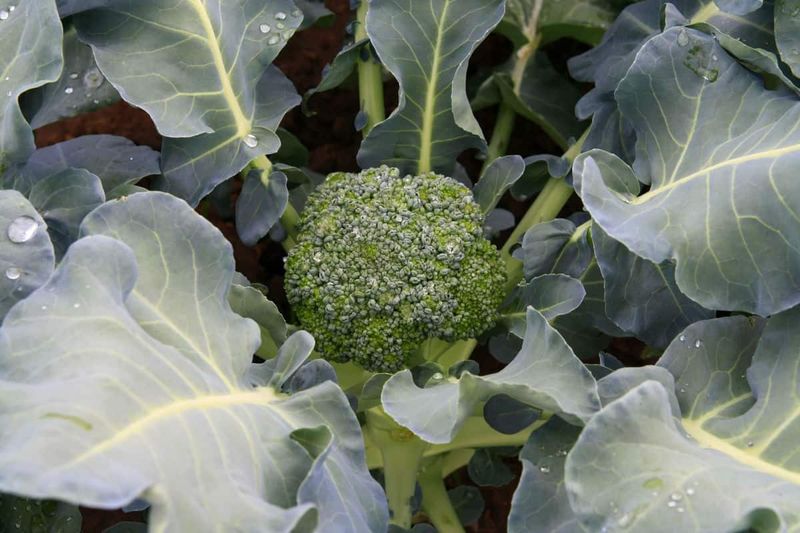 Broccoli