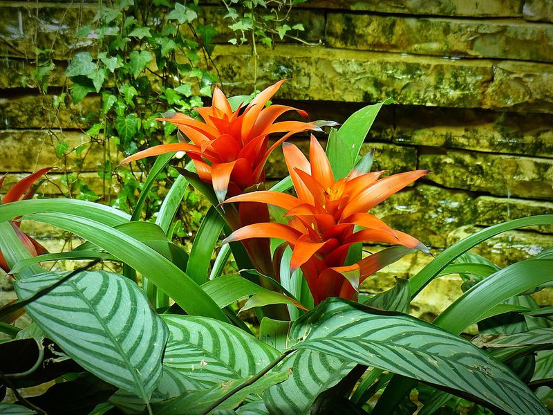 Bromeliad Brilliance