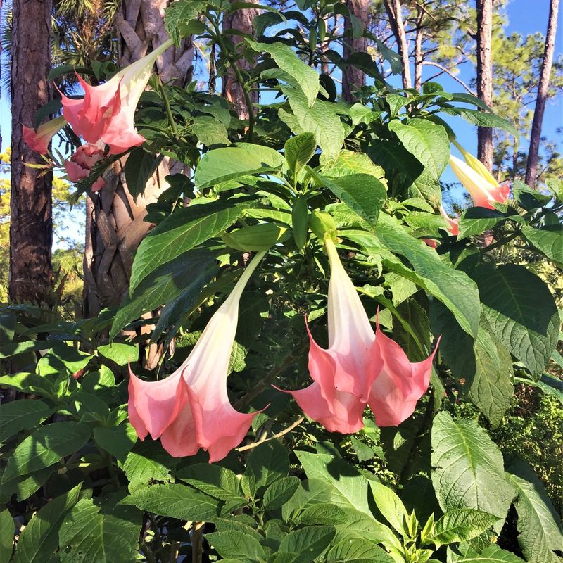 Brugmansia