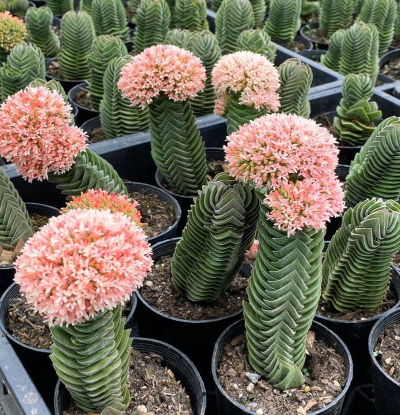 Buddha’s Temple (Crassula ‘Buddha’s Temple’)