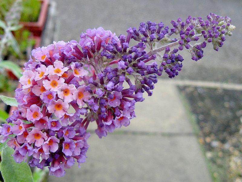 Buddleia