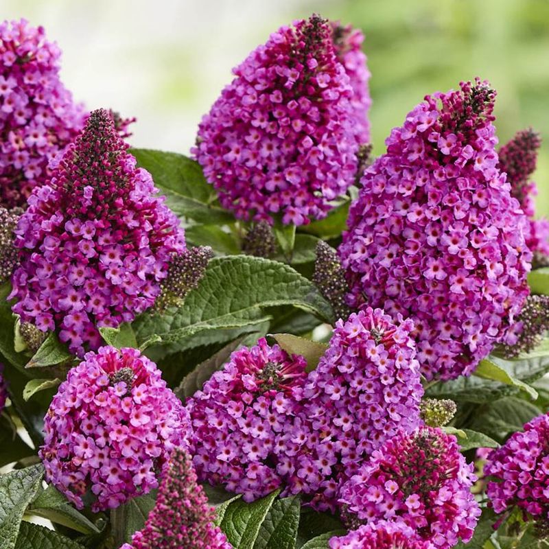 Buddleia