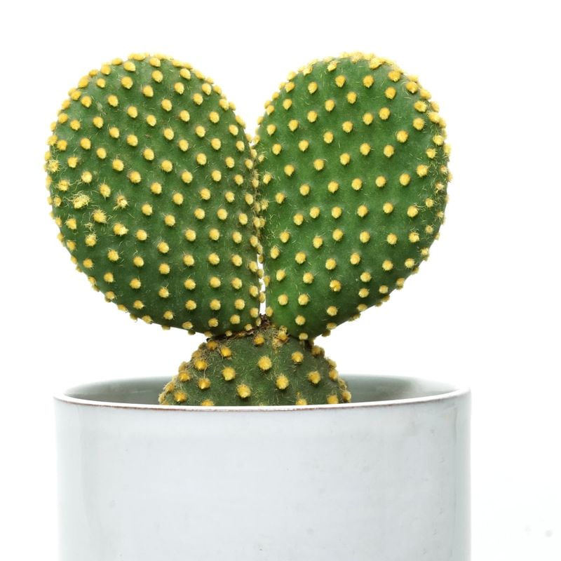 Bunny Ears Cactus