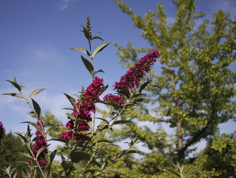 Butterfly Bush