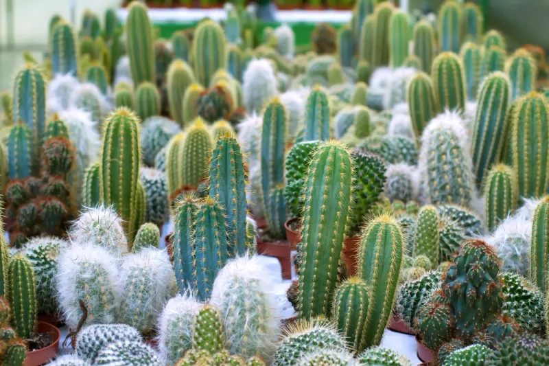 Cacti