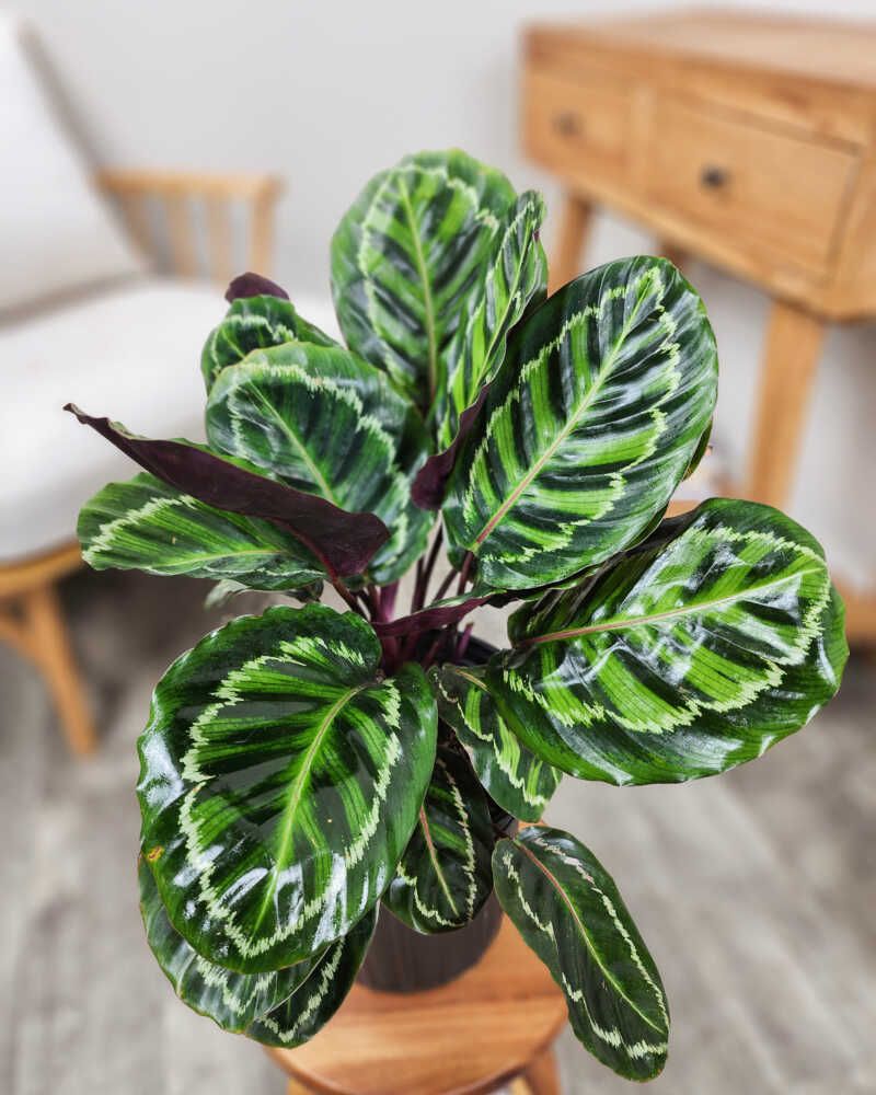 Calathea