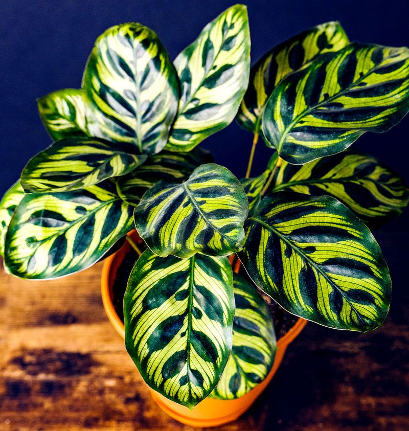 Calathea