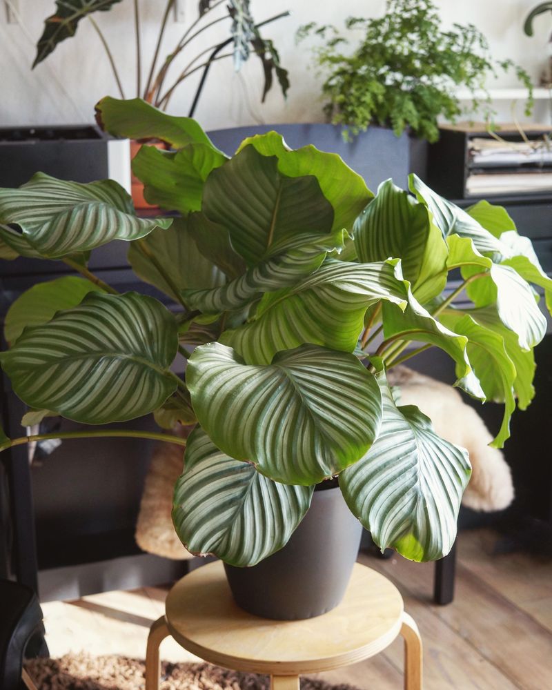 Calathea