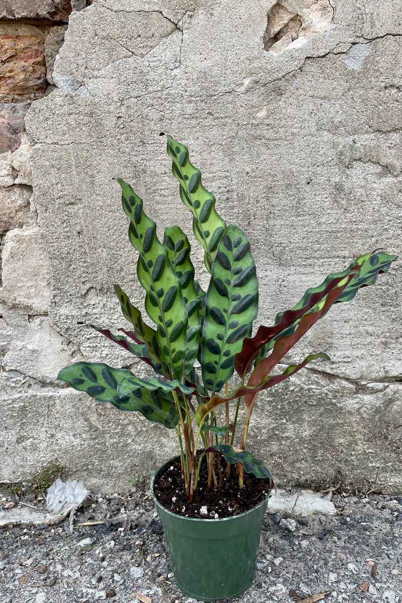 Calathea Lancifolia