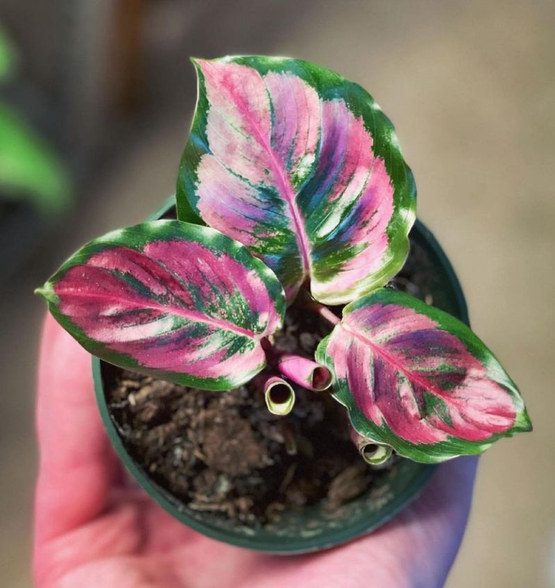 Calathea Medallion