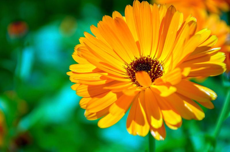 Calendula