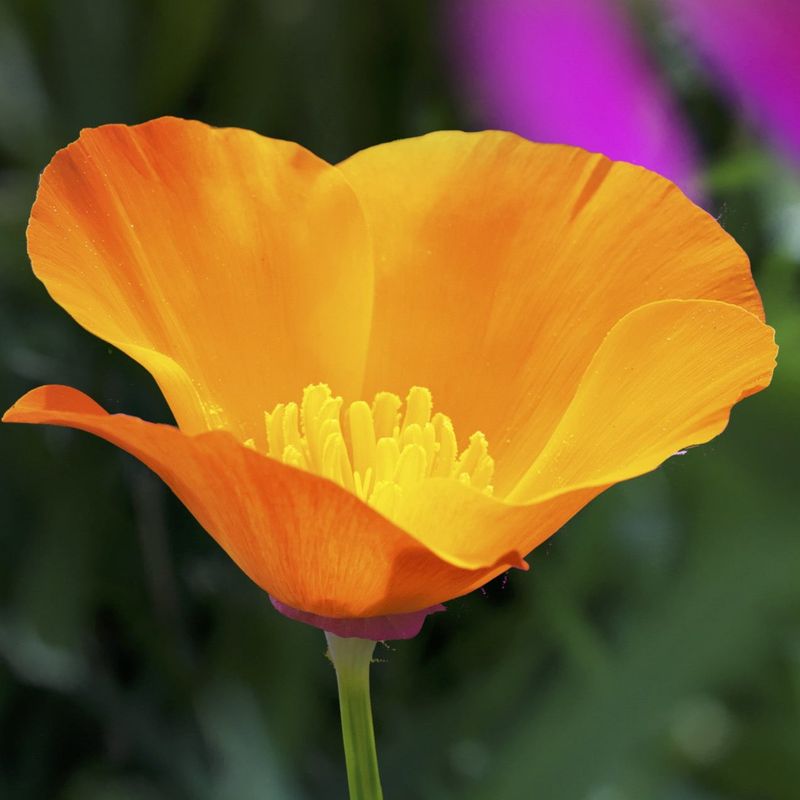 California Poppy