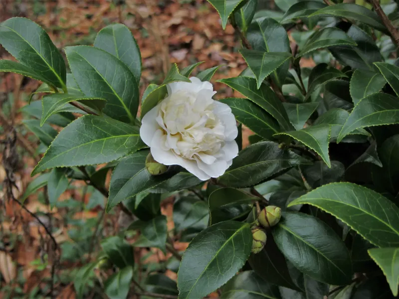 Camellia