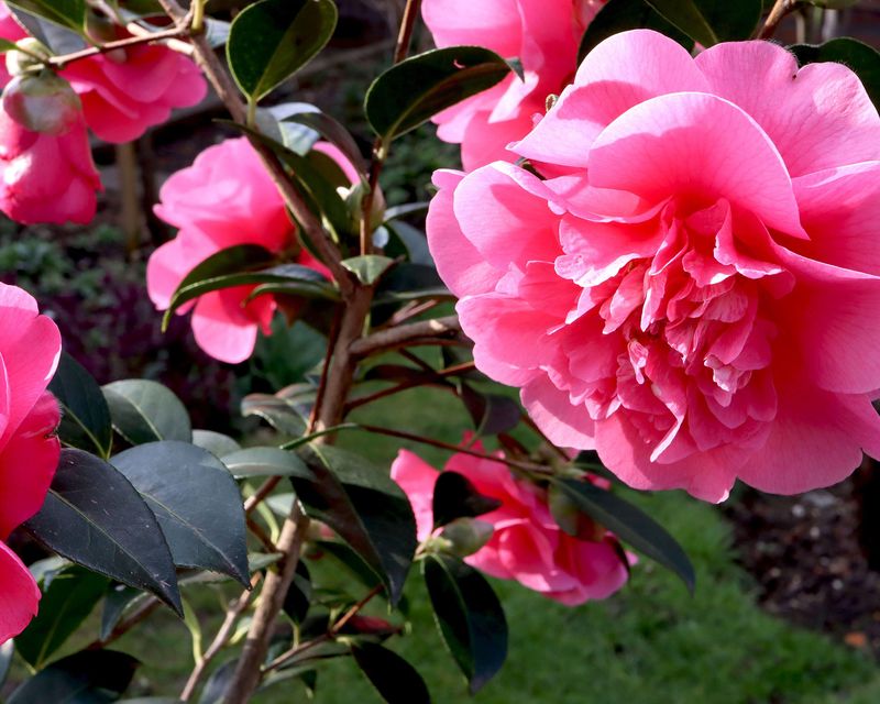 Camellias