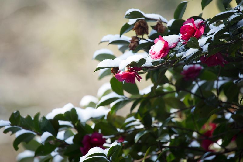 Camellias