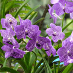 Can You Grow Orchids Outdoors? Expert Tips for Choosing and Caring for the Perfect Varieties