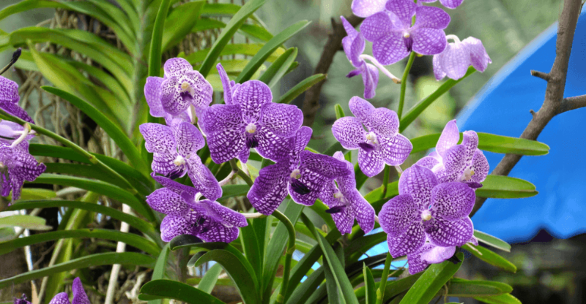 Can You Grow Orchids Outdoors? Expert Tips for Choosing and Caring for the Perfect Varieties