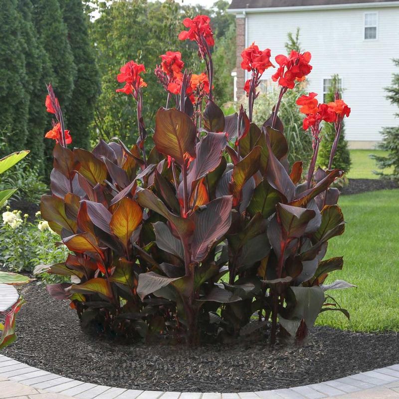 Canna Lily