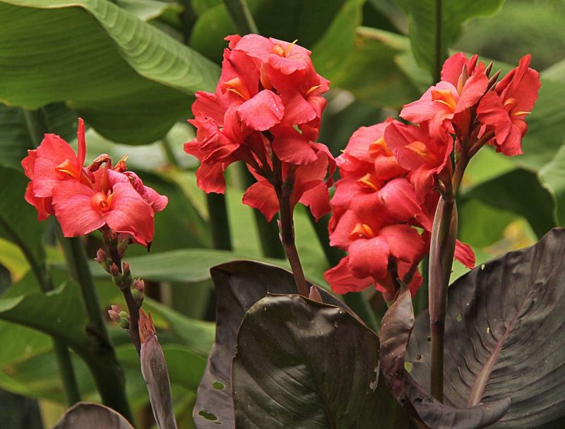 Canna Lily