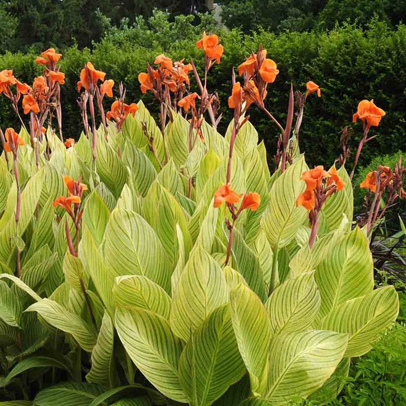 Cannas