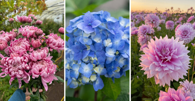 Can’t Grow Peonies? Try These 17 Stunning Alternatives for a Gorgeous Garden