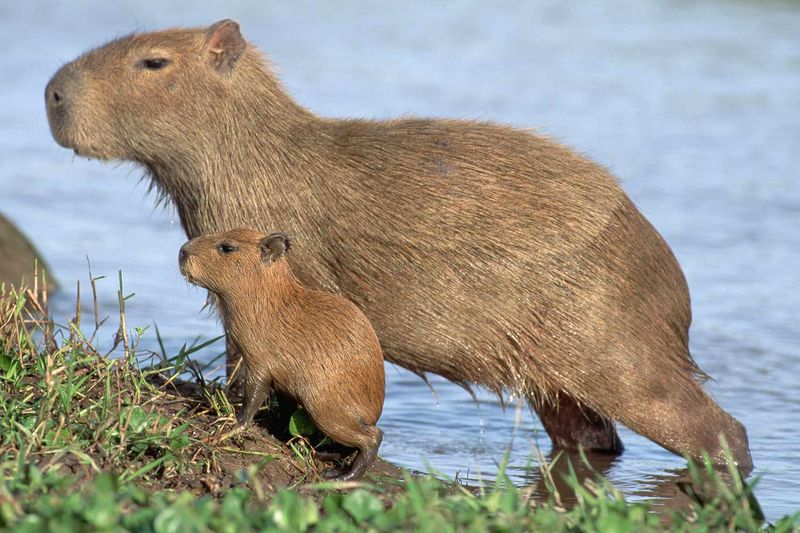 Capybara