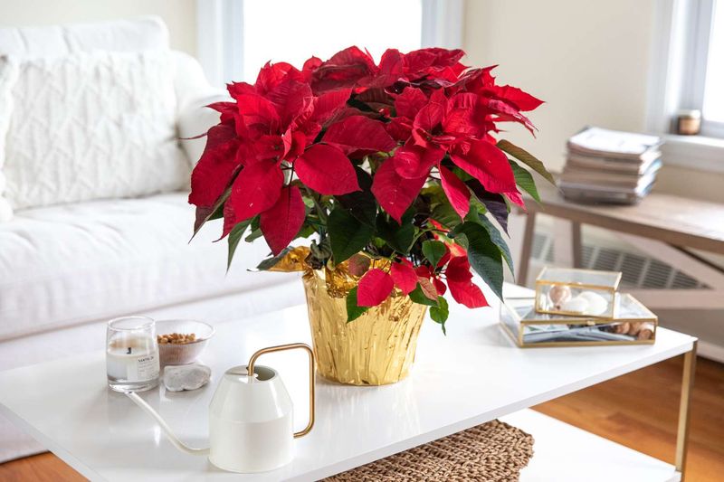 Caring for Poinsettias