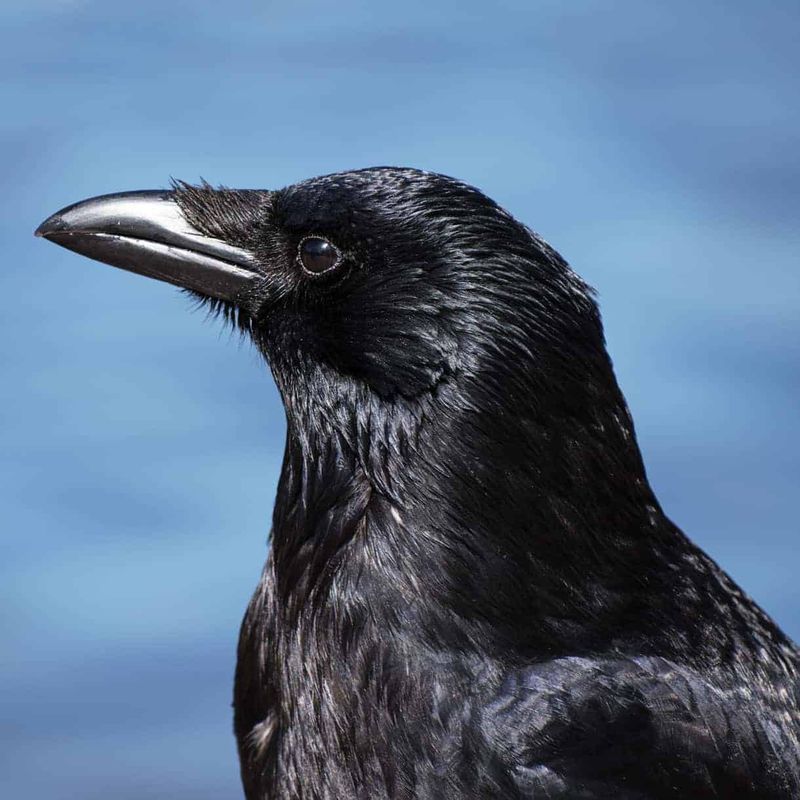 Carrion Crow