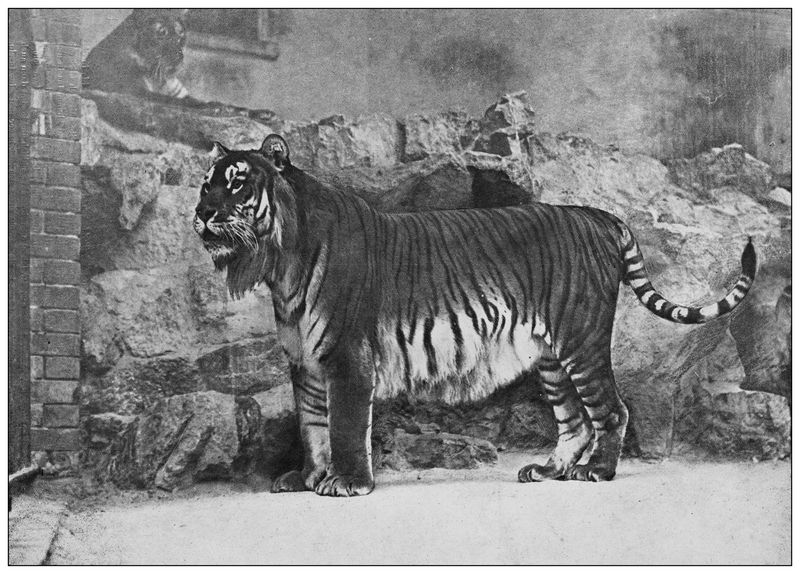 Caspian Tiger