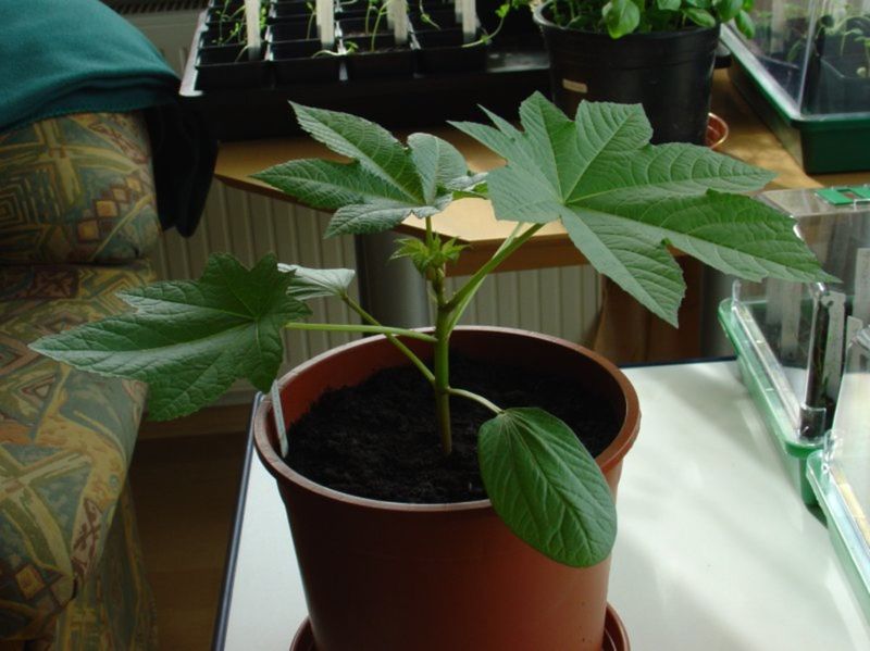 Castor Bean Plant