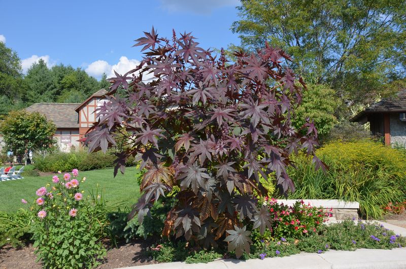 Castor Bean Plant