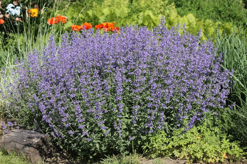 Catmint