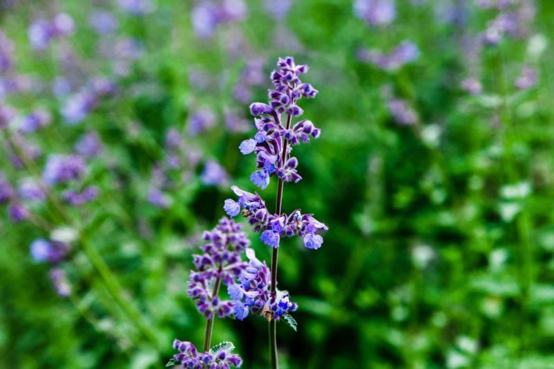 Catmint