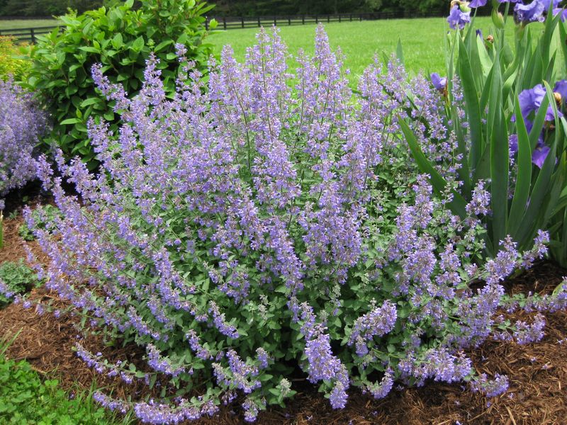 Catmint (Nepeta)