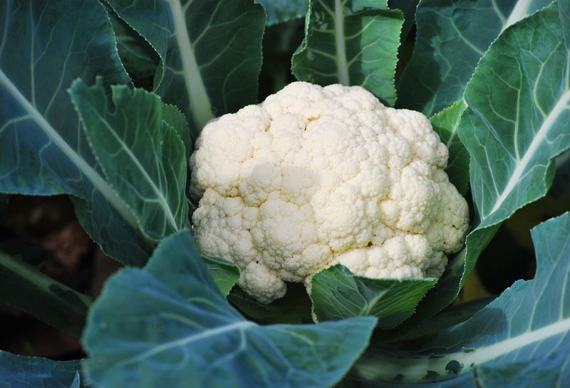 Cauliflower