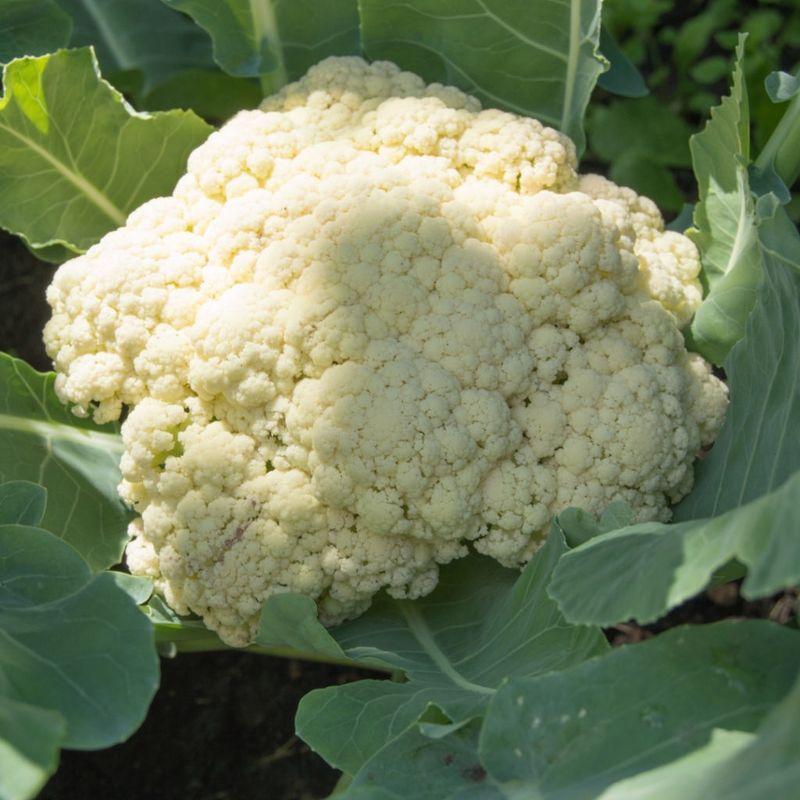 Cauliflower