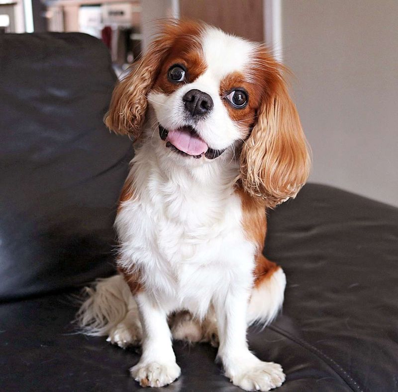 Cavalier King Charles Spaniel