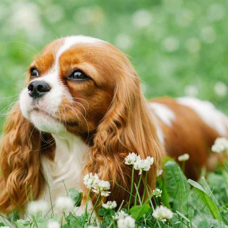 Cavalier King Charles Spaniel