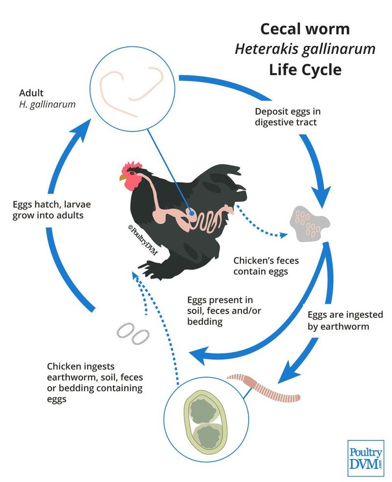 Cecal Worms