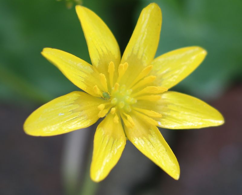 Celandine