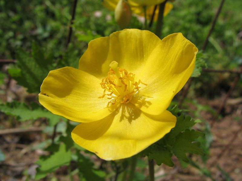 Celandine Poppy